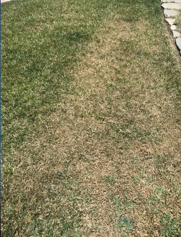 Backyard grass with brown patches